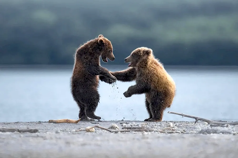 Comedy Wildlife Photography Awards