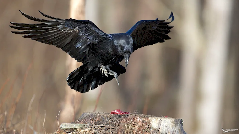 Crow with wings spread