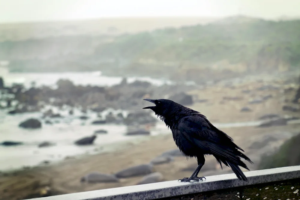 Black European crow