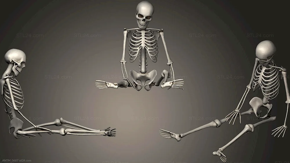 D4 bone