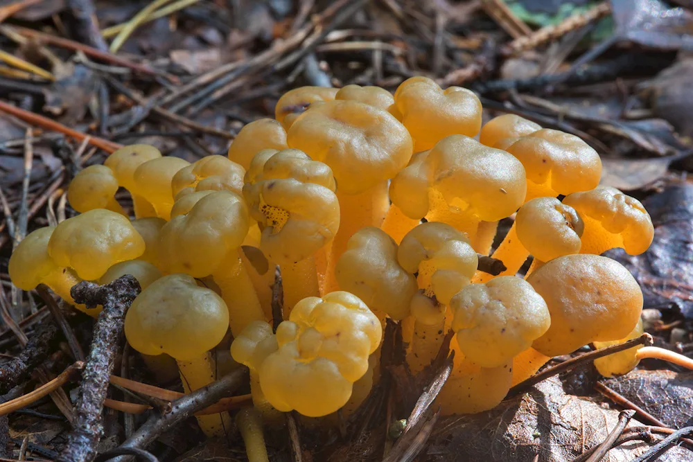 Greek mushrooms