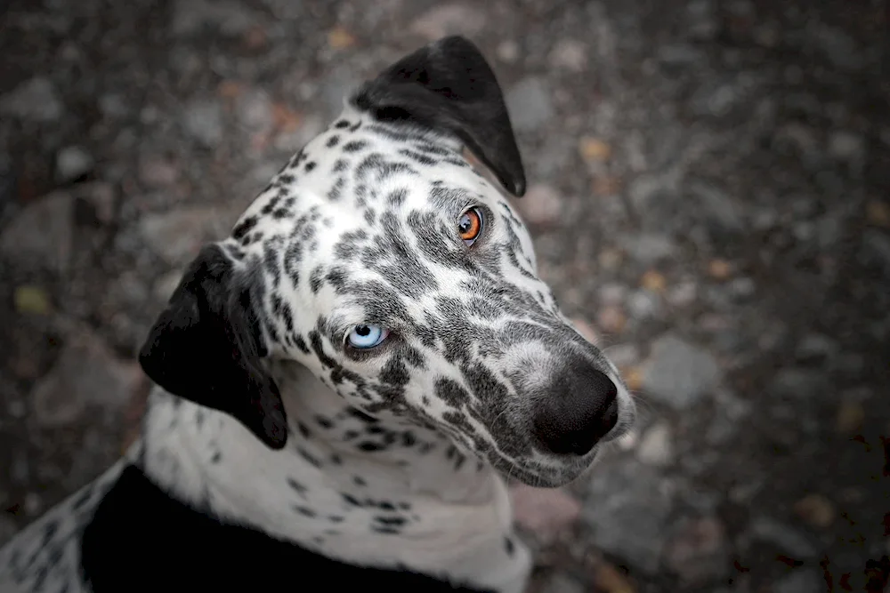 Dalmatian dog breeds