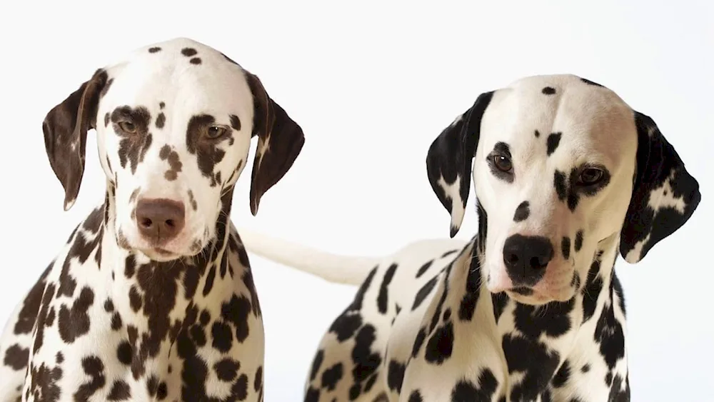 Dalmatian