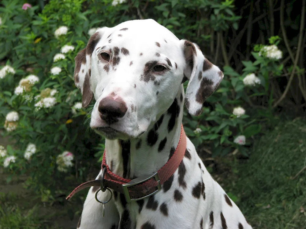 Dalmatian dog