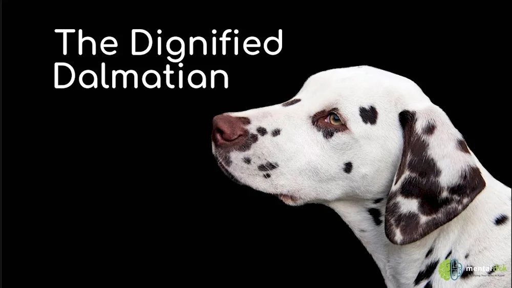 Dalmatian anatomy