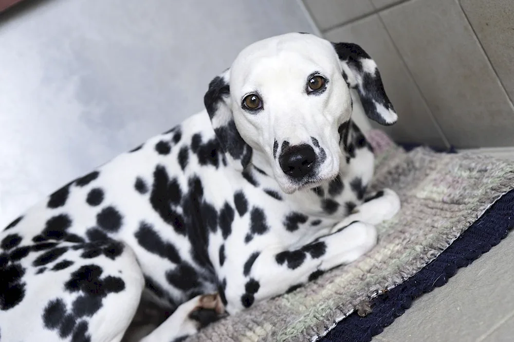 Dalmatian dog breeds