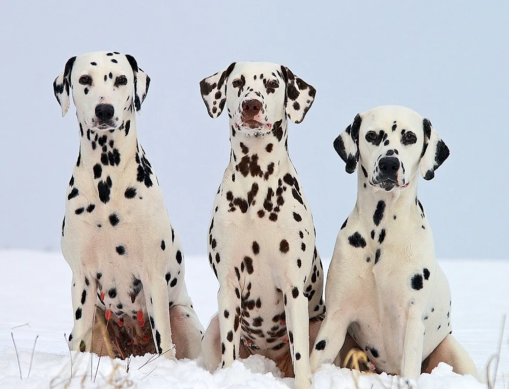 Dalmatian dog breeds