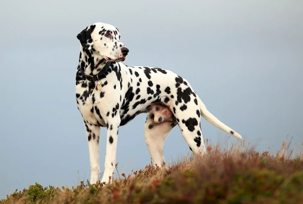 Dalmatian dog breed