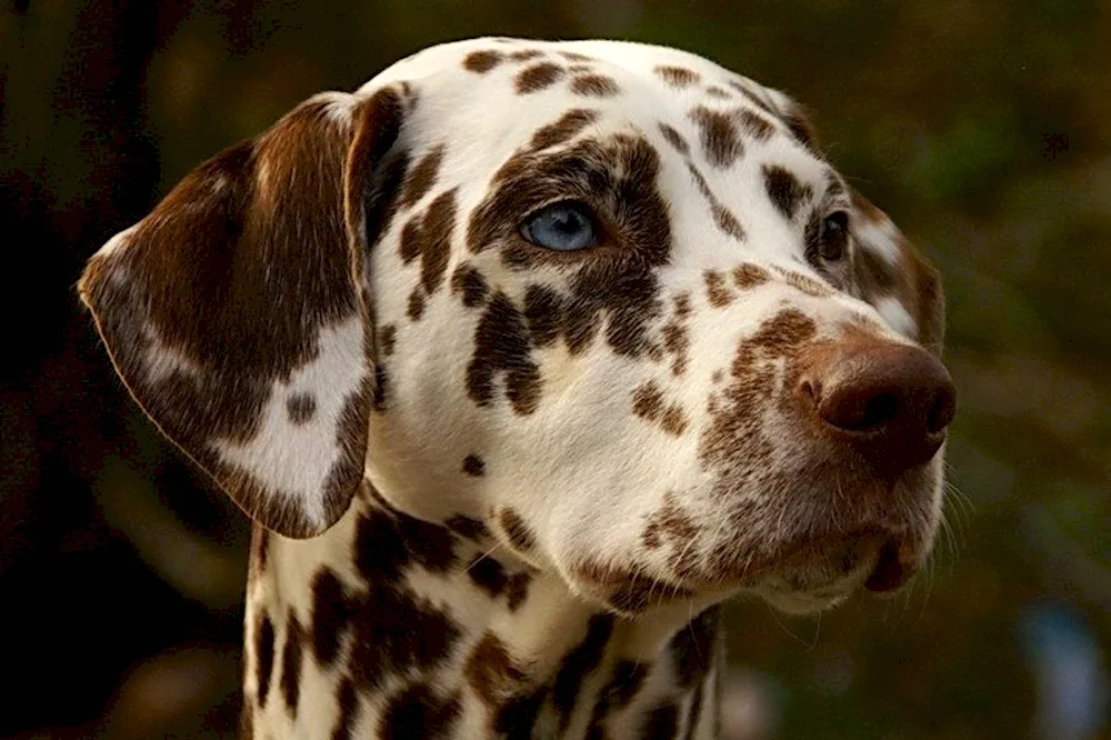 Dalmatian dog