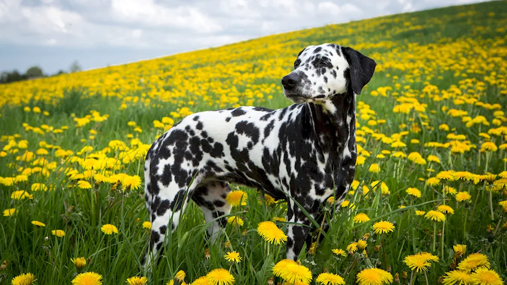 Marbled Harlequin dog