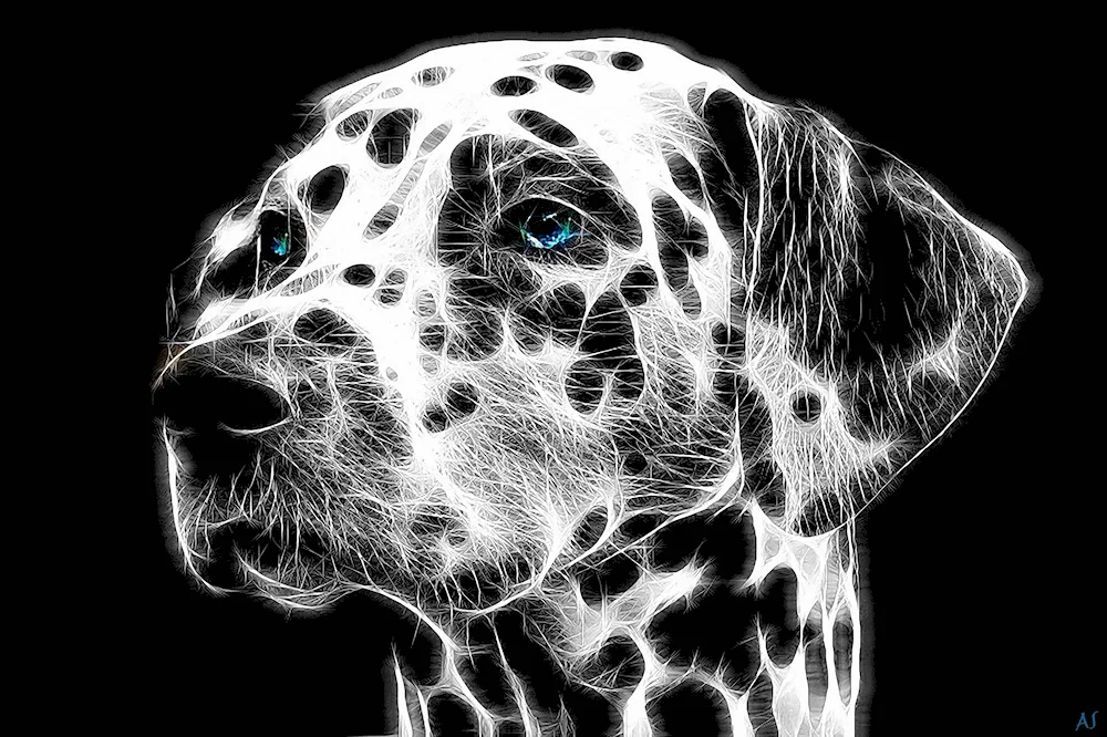 Dalmatian Dog Royal