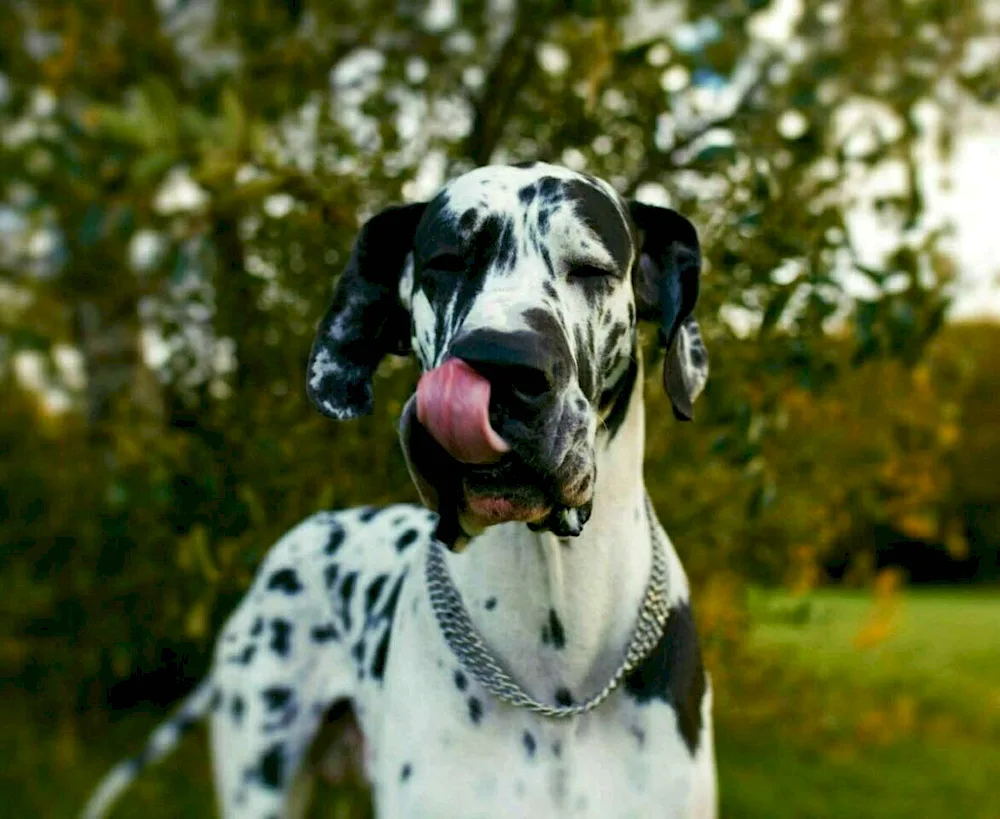 King's Marbled Dane Royal