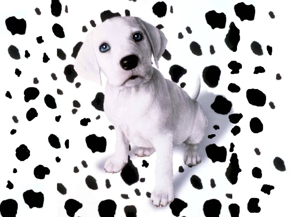 Dalmatian puppy