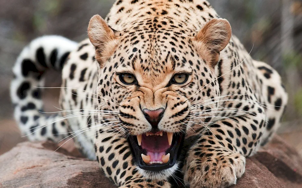 Albino albino leopard