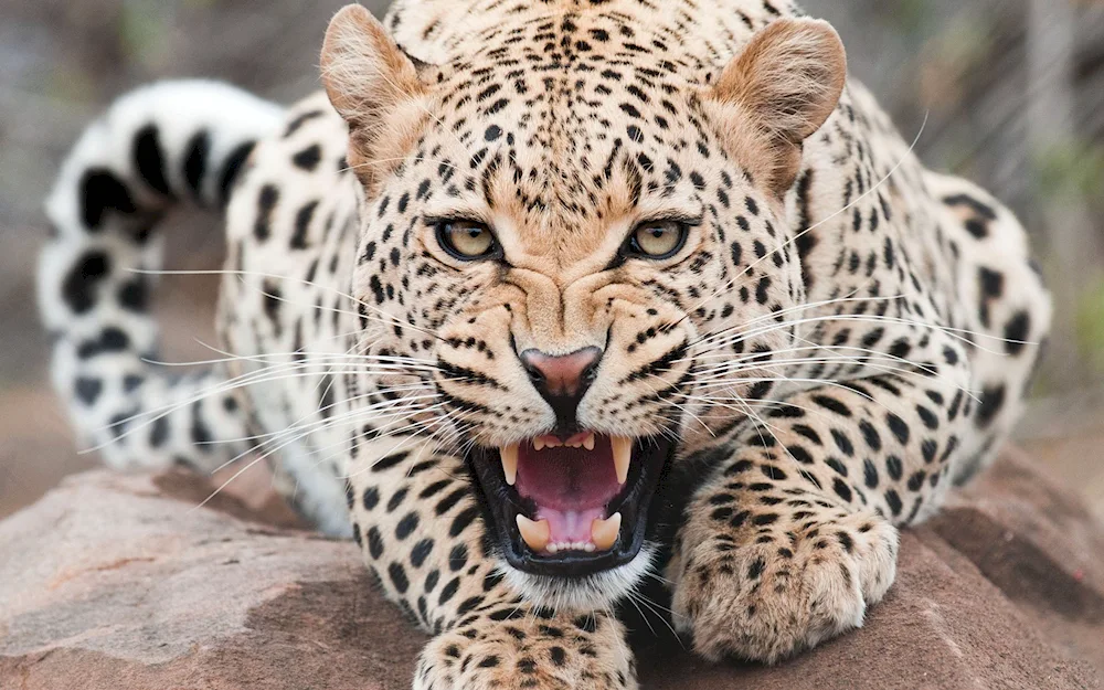 Dal Eastern albino leopard