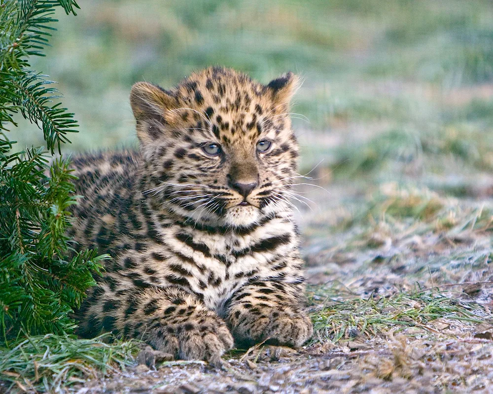 Dal-Eastern leopard Amur leopard