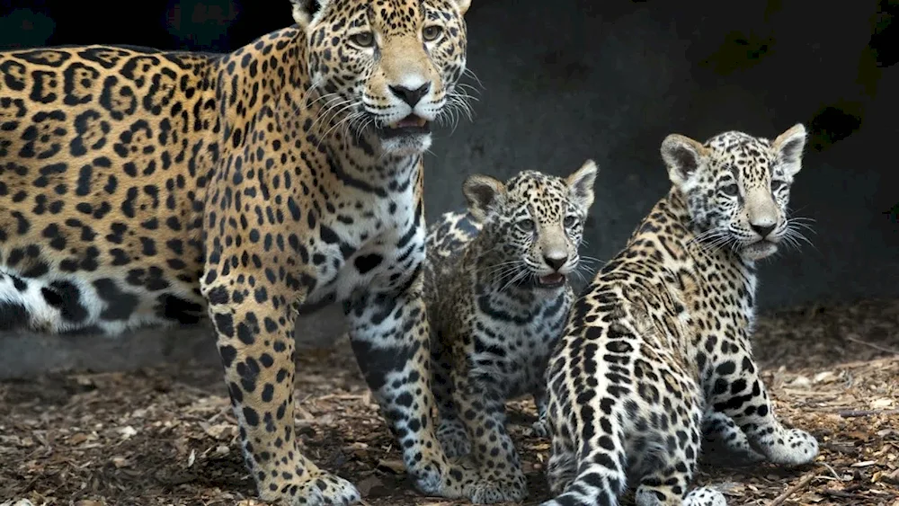 Dal Eastern Leopard Amur Leopard