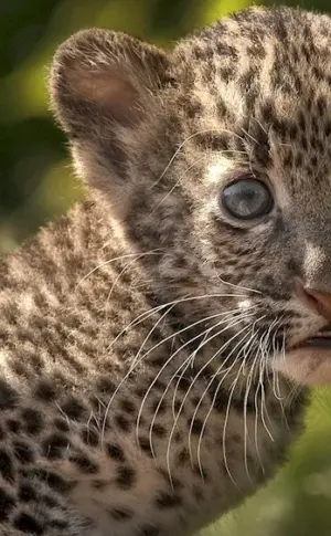 Far Eastern Leopard Cubs