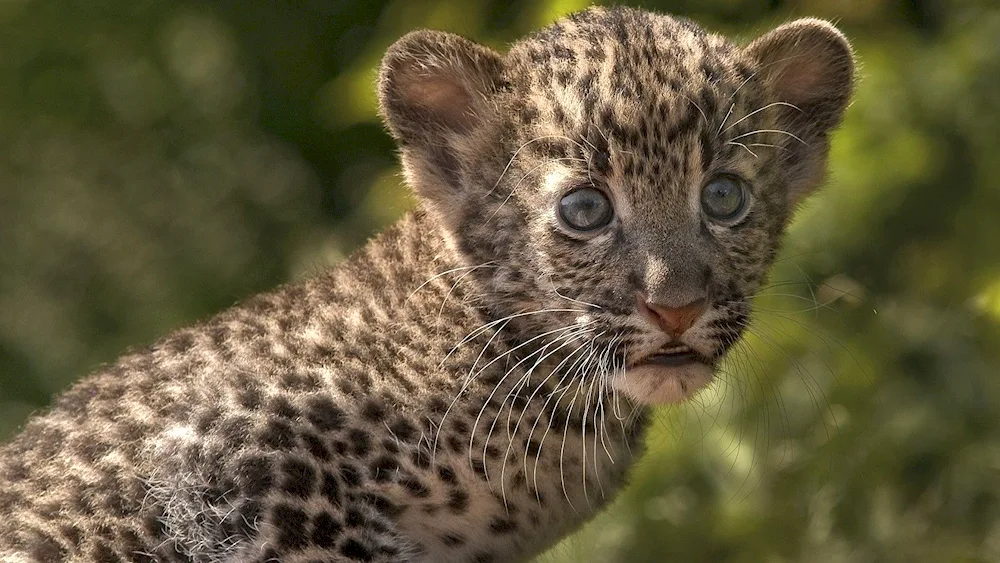 Far Eastern Leopard Cubs