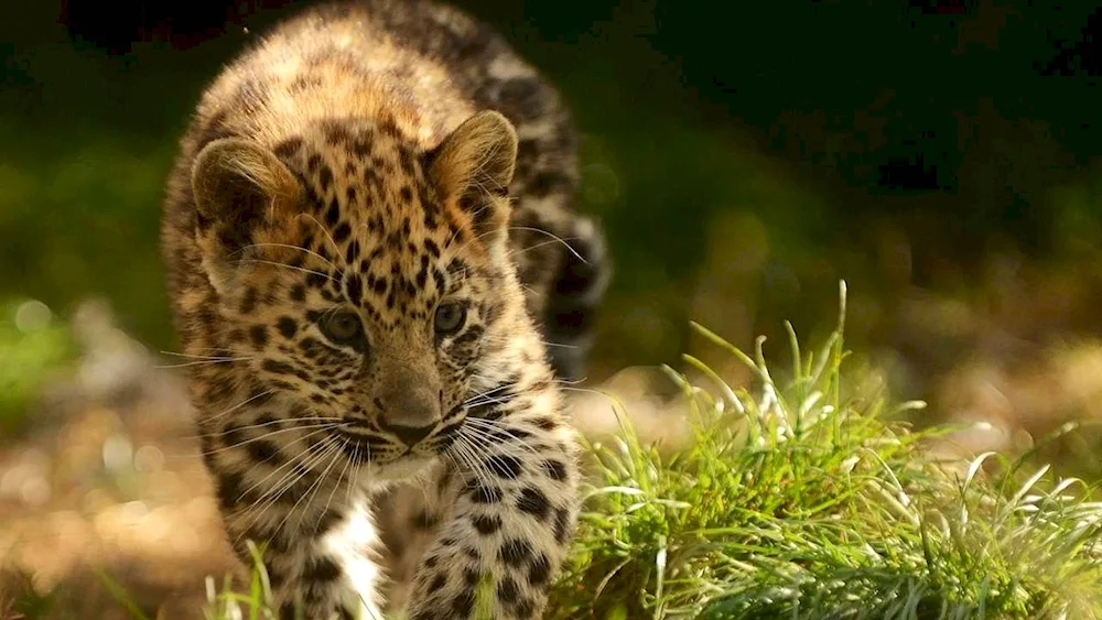 Dal Eastern Leopard Cubs