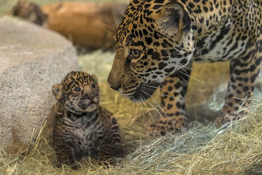 Dal Eastern Leopard Cubs