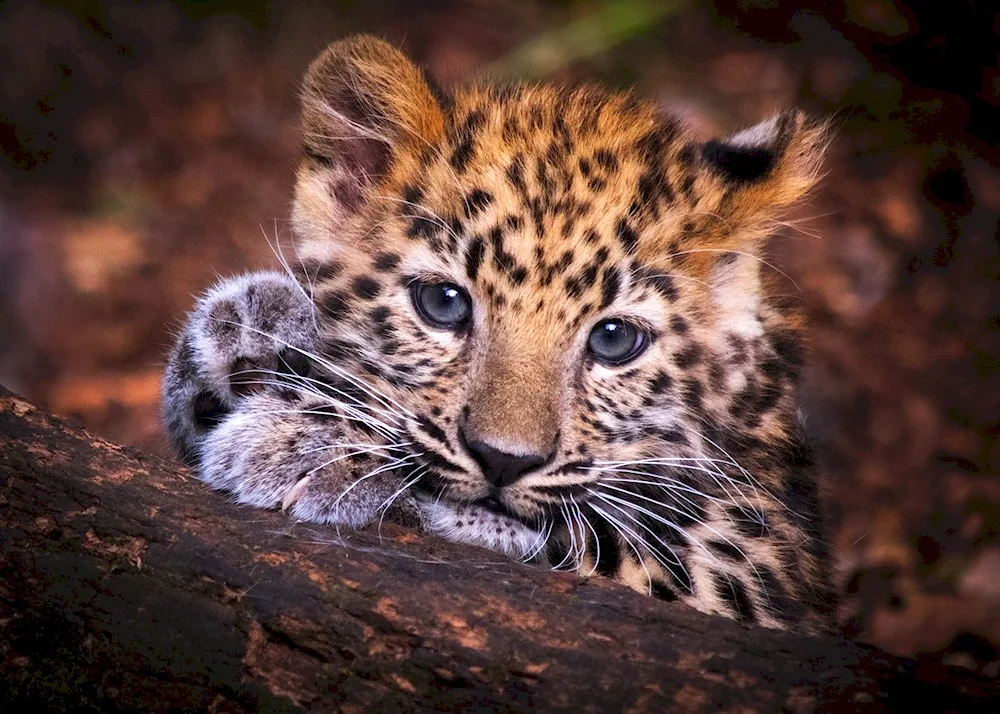 Dal Eastern leopard Cubs