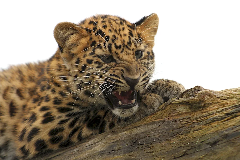 Dal-Eastern leopard Cubs