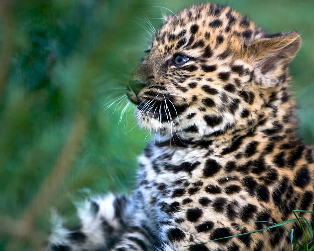 Dal-Eastern leopard cub. Leopard Cubs