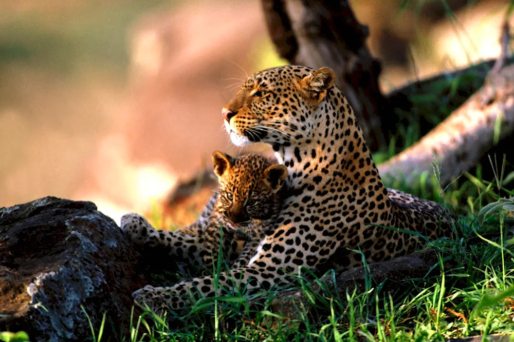 Dal Eastern Leopard Cubs