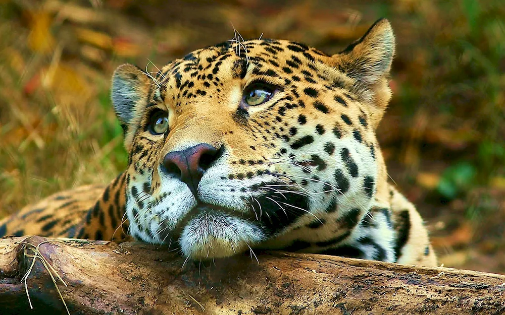 Dalnievostochny leopard muzzle