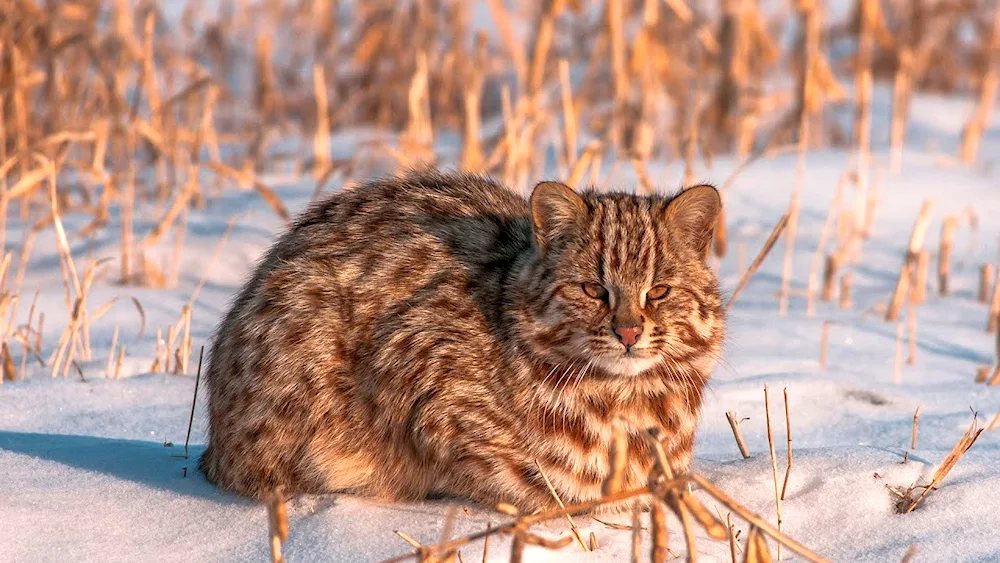 Dal Eastern Forest Cat Prionailurus bengalensis euptilurus