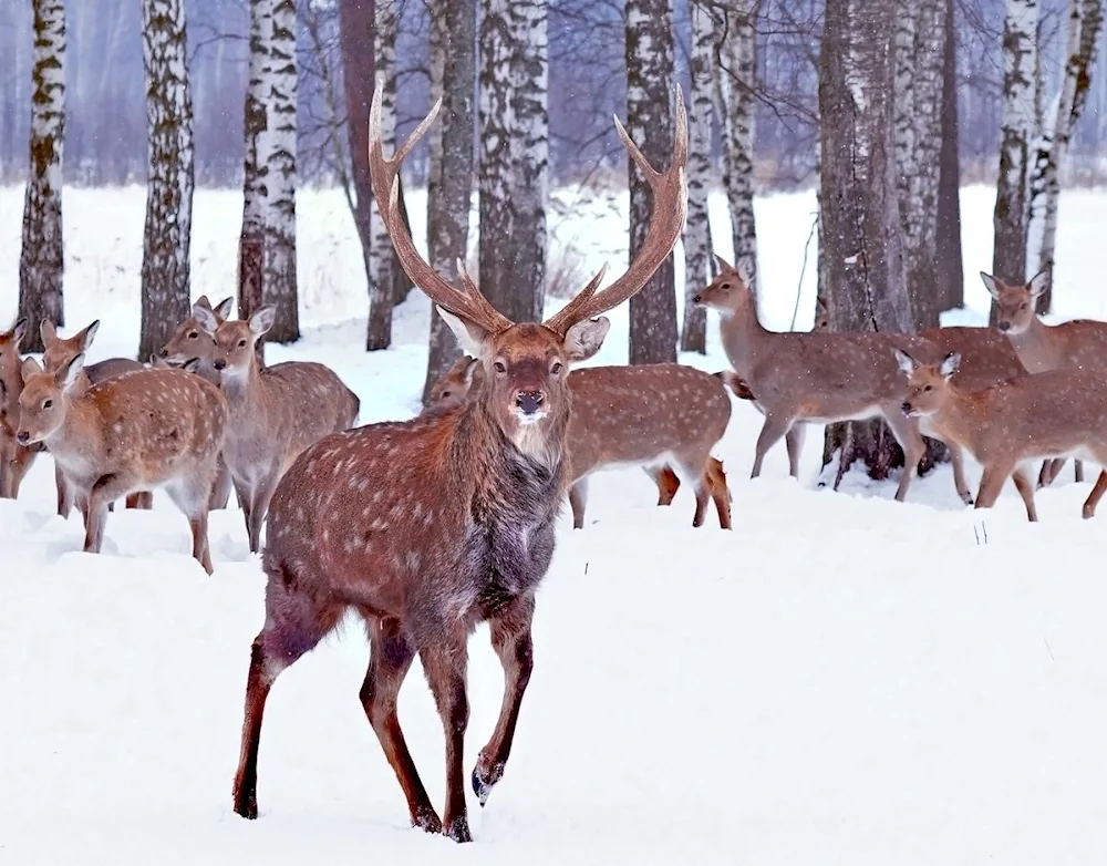 Dalnevostochny Ostrov Spotted Deer Reserve