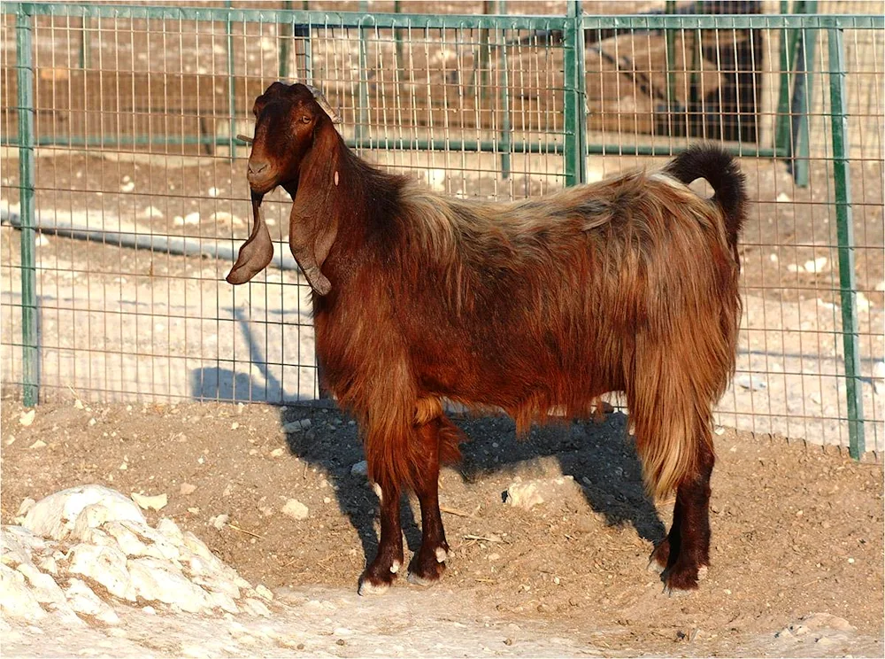 Gulabi goats