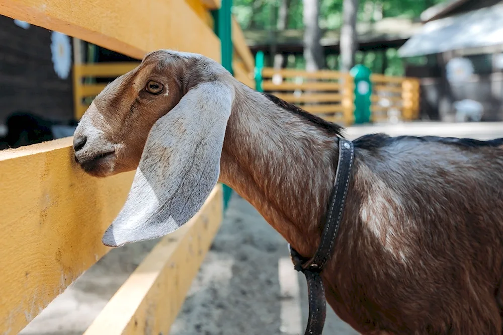 Nubian goats red