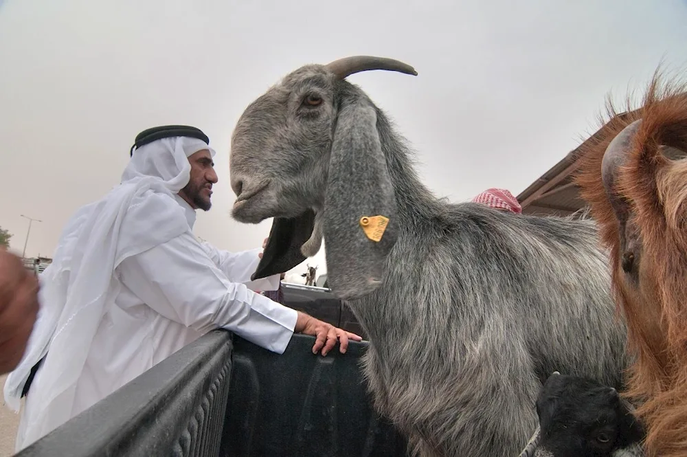 Damascus goat Shami