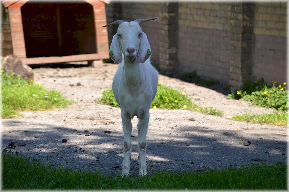 Long-eared sheep.