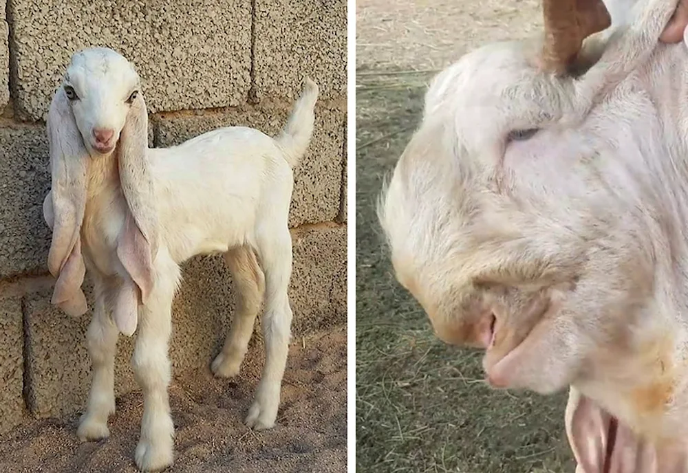 Nubian goats Camori