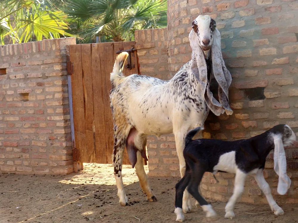 Barbari goats