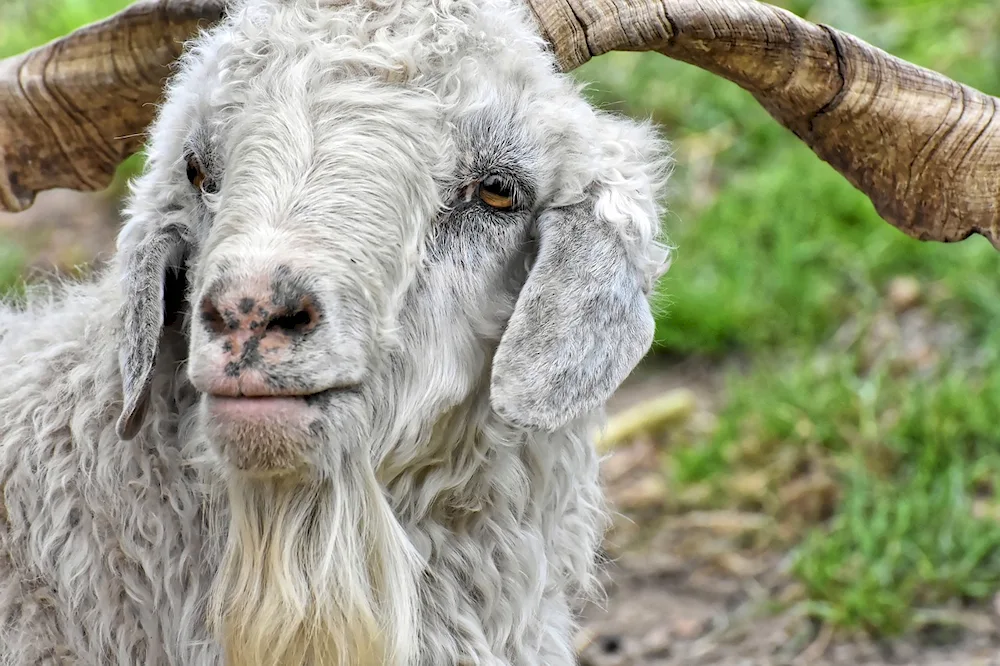 Gulabi goats