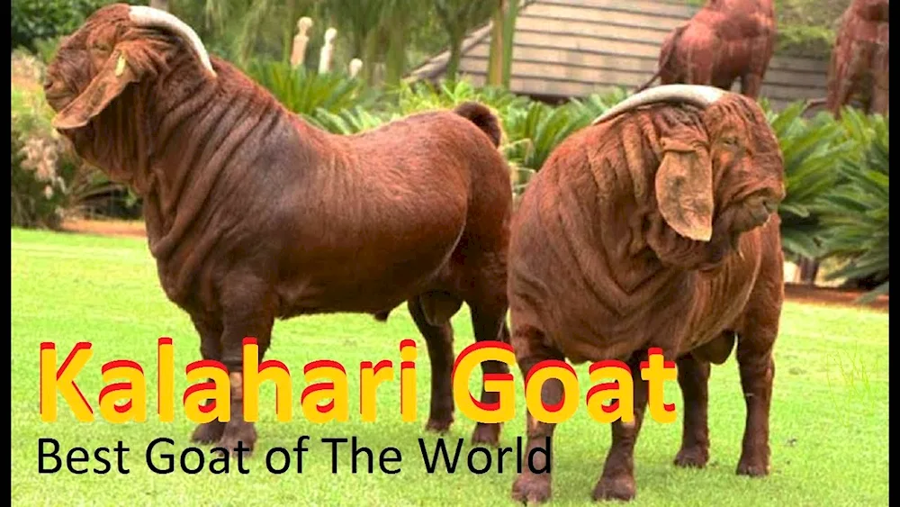 Nubian goats