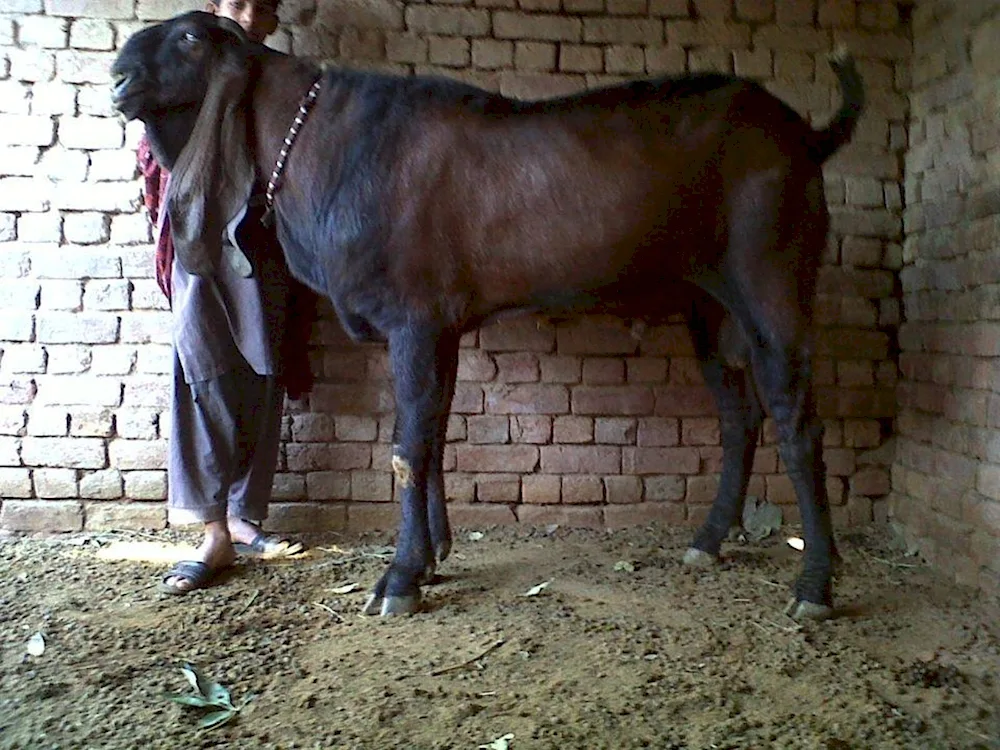 Damascus goat Shami