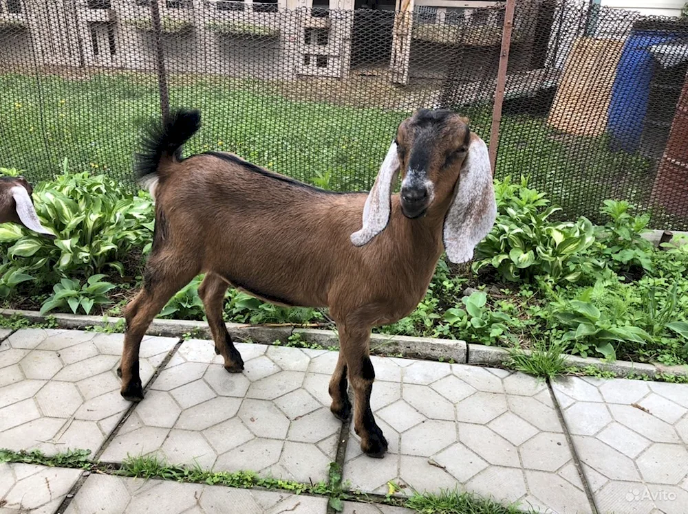 Damascus goats Shami