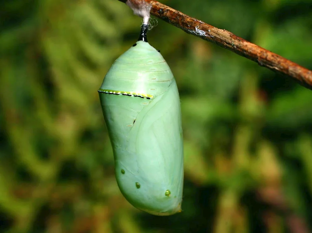 Danaus plexippus pupa