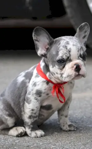 Dark Merle French Bulldog colour