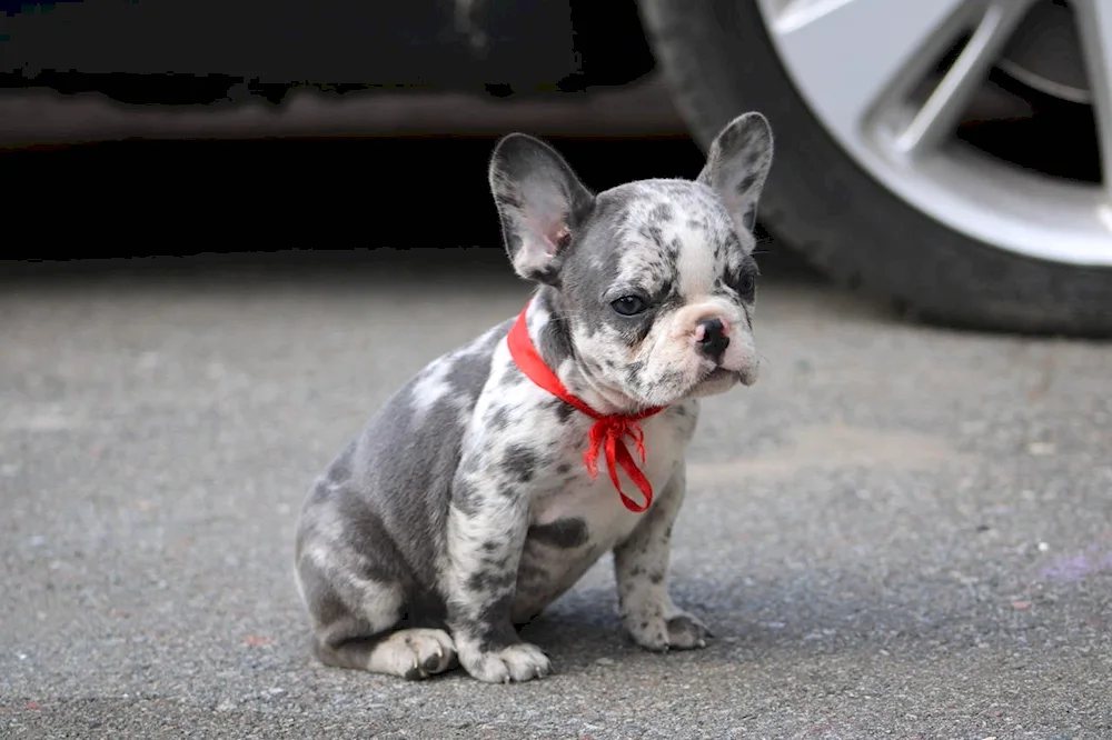 Dark Merle French Bulldog colour