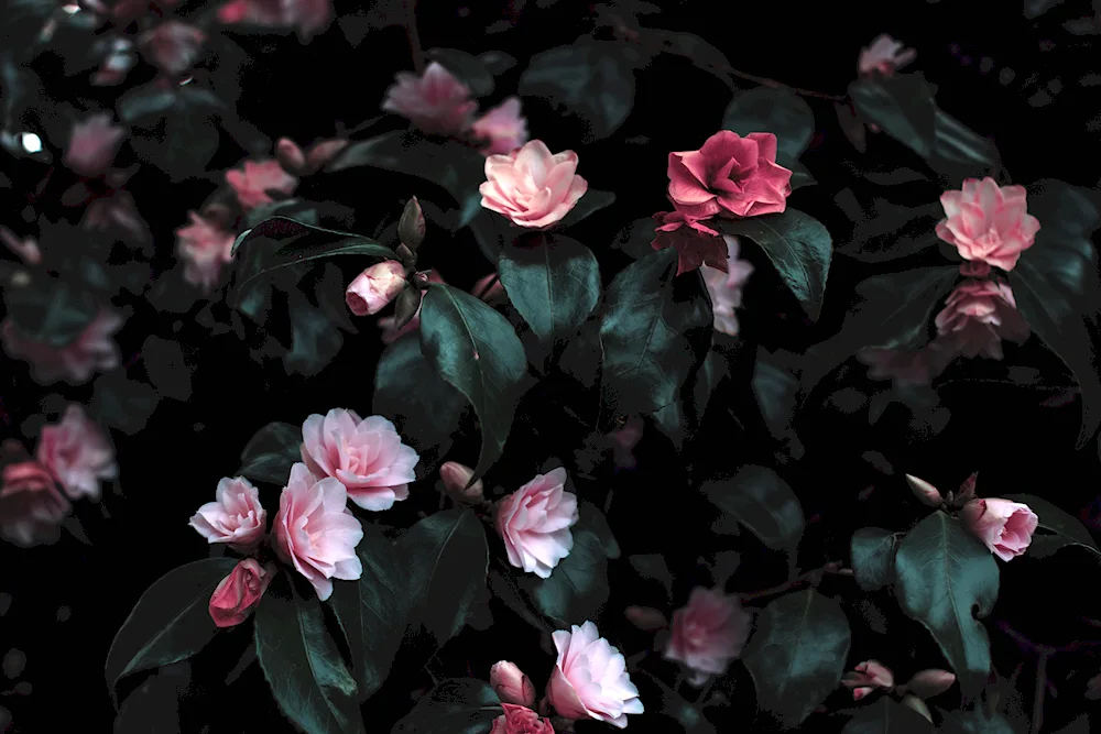 Dark Rose Aesthetic