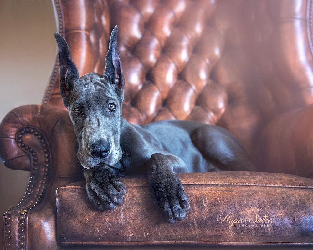 Marbled Harlequin Greyhound