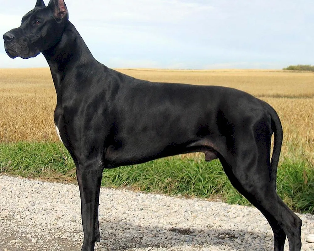 Doberman dog