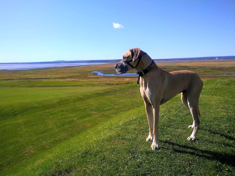 Great Dane dog