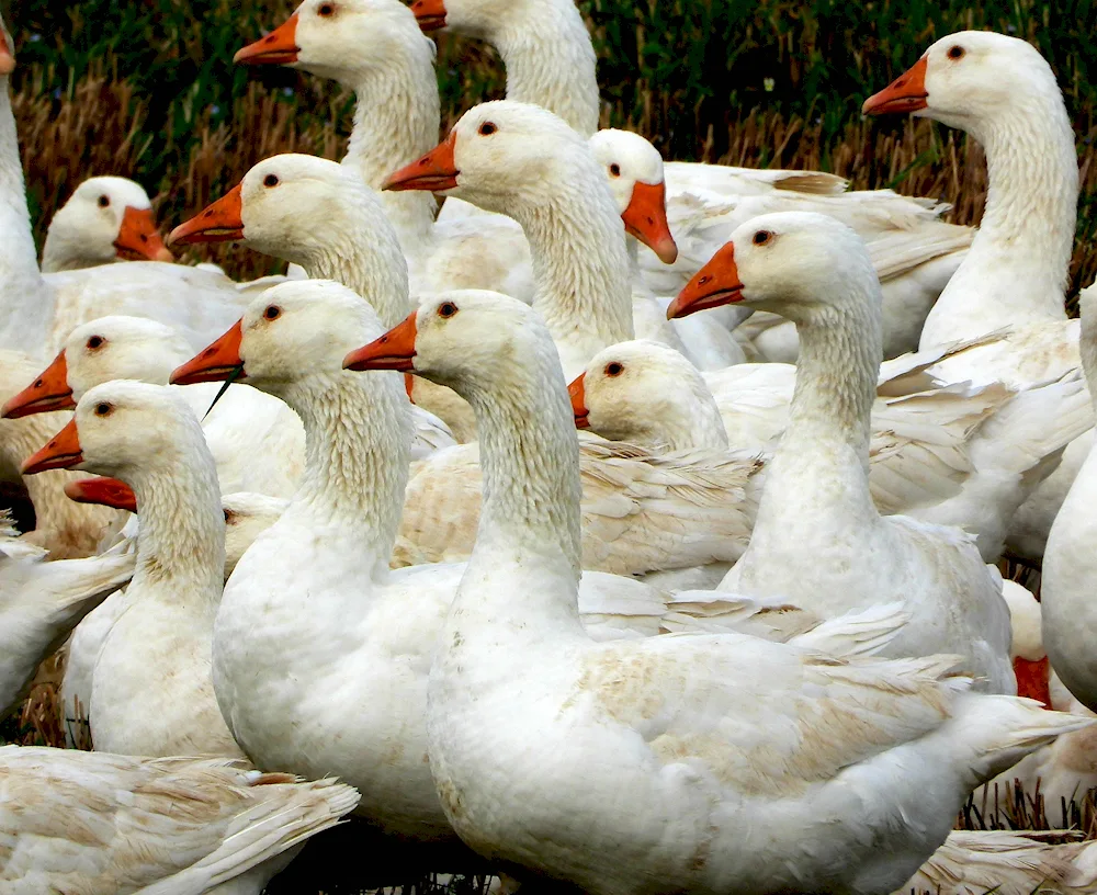 Land geese breed